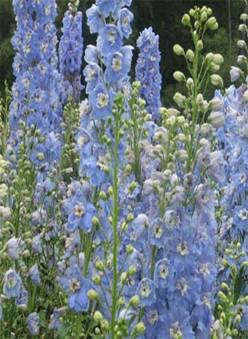 جي جوت دلفينيوم- ثقافة- سماء الصيف- 50 بذرة - Image 1