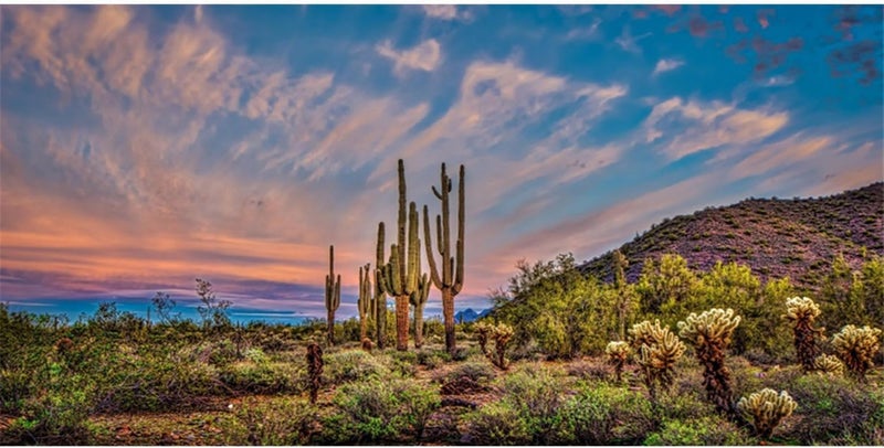 AWERT 48x18 inches Terrarium Background Blue Sky Cloud Huge Cactus Oasis Gobi Reptile Habitat Background Vinyl - Image 1