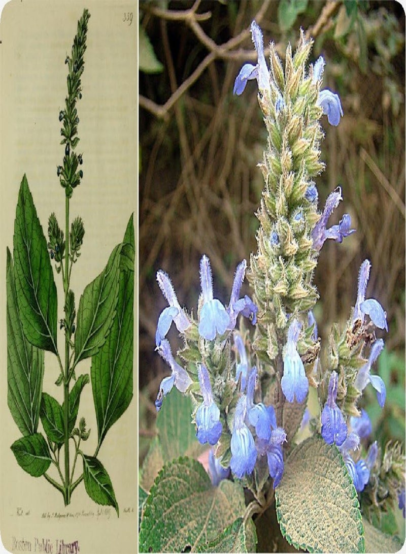 GGOOT Garden in The Bag - - 500 Seeds - Salvia hispanica - Image 5