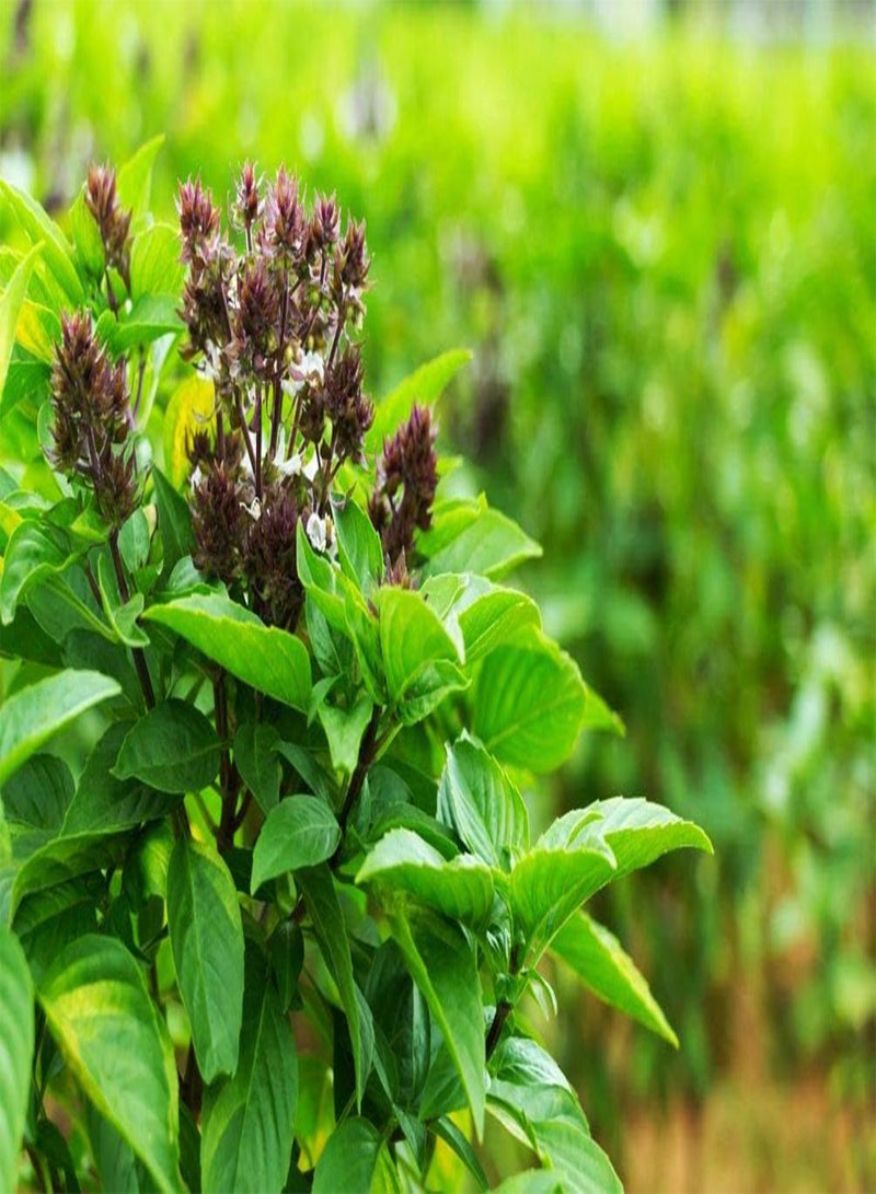 جي جوت 250 قطعة من بذور الريحان للزراعة - عبوة تراثية، طريقة رائعة لإضفاء البهجة على حديقتك المنزلية - Image 2