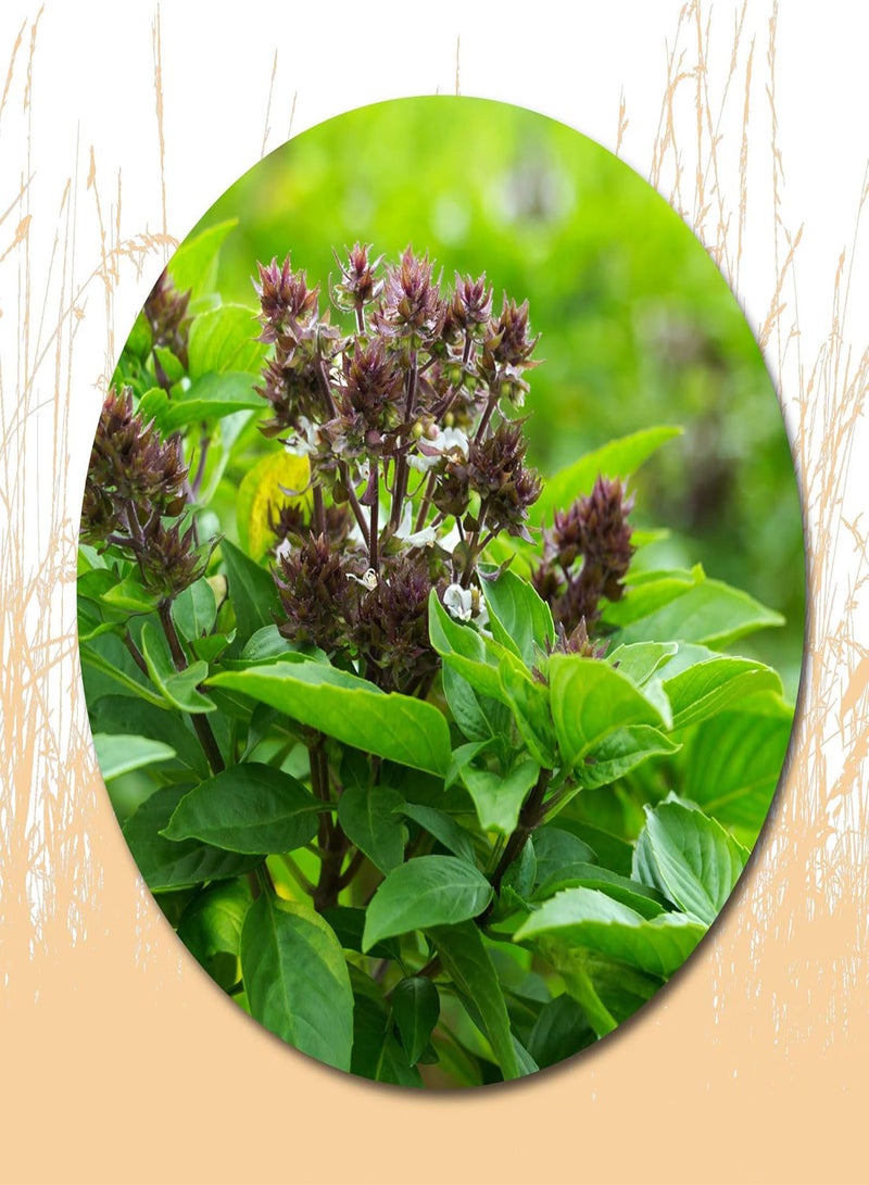 جي جوت 250 قطعة من بذور الريحان للزراعة - عبوة تراثية، طريقة رائعة لإضفاء البهجة على حديقتك المنزلية - Image 1