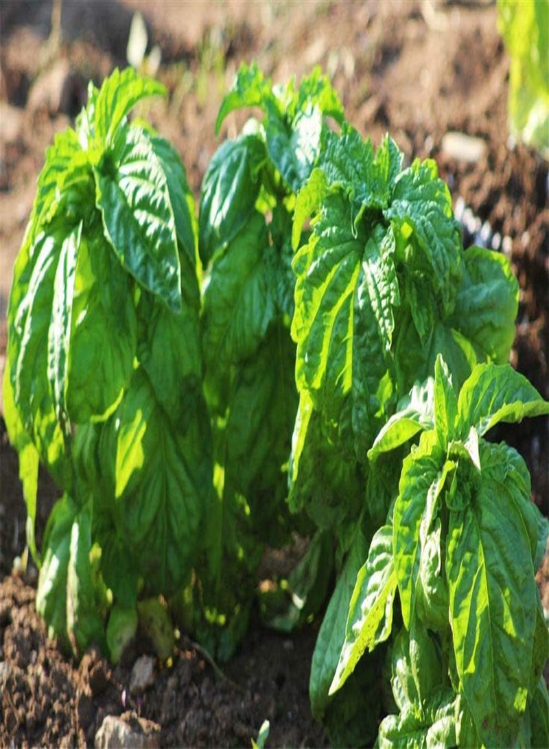 جي جوت 250 قطعة من بذور الريحان للزراعة - عبوة تراثية، طريقة رائعة لإضفاء البهجة على حديقتك المنزلية - Image 3