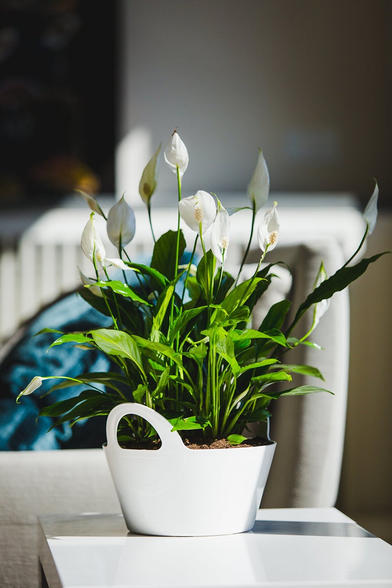 Sharpex Basket Type Flower Pot (White) - Image 4