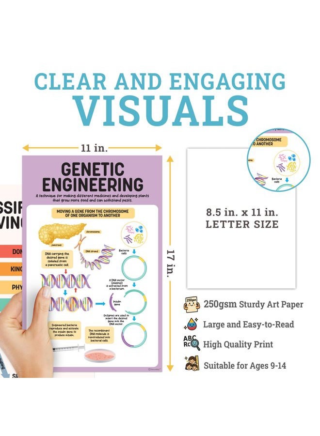 Decorably 16 Biology Posters for Classroom, 11x17in Matte-Laminated Educational Biology Posters for High School - Classroom, School Hallways, Bulletin Boards, Home Study Room - Image 5