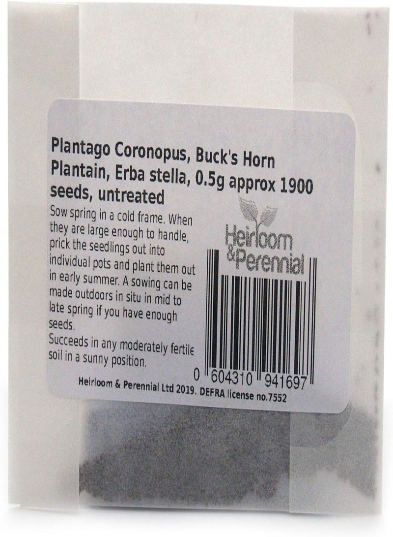GGOOT Plantago Coronopus, Buck's Horn Plantain, Erba Stella, 0.5g Approx 1900 Seeds, untreated - Image 1