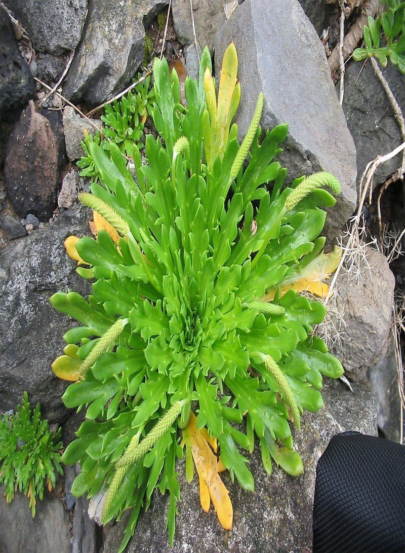 GGOOT Plantago Coronopus, Buck's Horn Plantain, Erba Stella, 0.5g Approx 1900 Seeds, untreated - Image 2