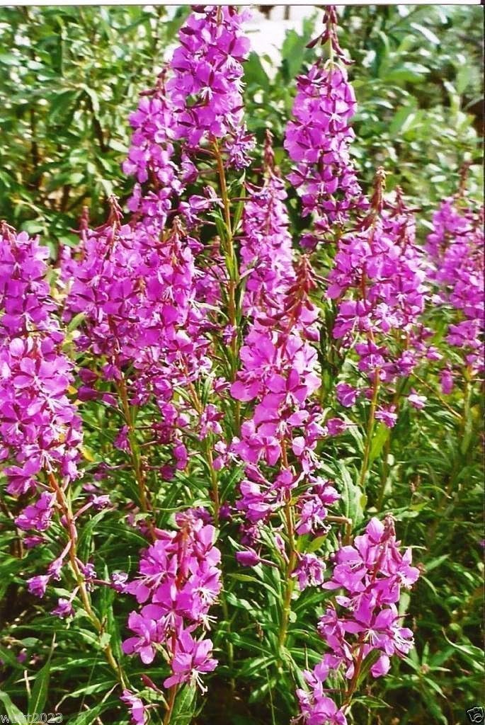 100 Semi fireweed AKA Willow Herb Rosebay Willowherb e Yanagiran