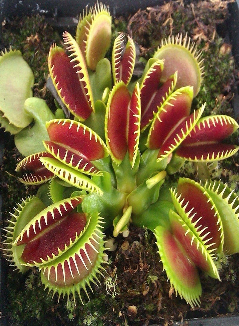 GGOOT 50 Pcs/Bag Dionaea Muscipula Non GMO Easy to Plant Water-Saving Decorative Mini Garden Dionaea Muscipula for Yard Dionaea Muscipula Seeds - Image 4