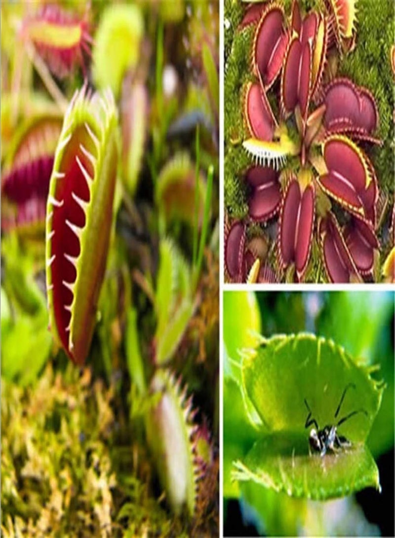 GGOOT 50 Pcs/Bag Dionaea Muscipula Non GMO Easy to Plant Water-Saving Decorative Mini Garden Dionaea Muscipula for Yard Dionaea Muscipula Seeds - Image 3
