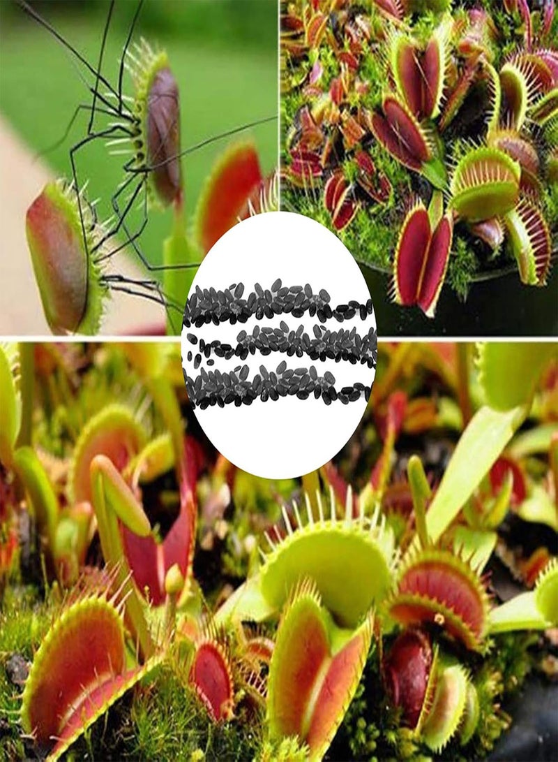 GGOOT 50 Pcs/Bag Dionaea Muscipula Non GMO Easy to Plant Water-Saving Decorative Mini Garden Dionaea Muscipula for Yard Dionaea Muscipula Seeds - Image 1