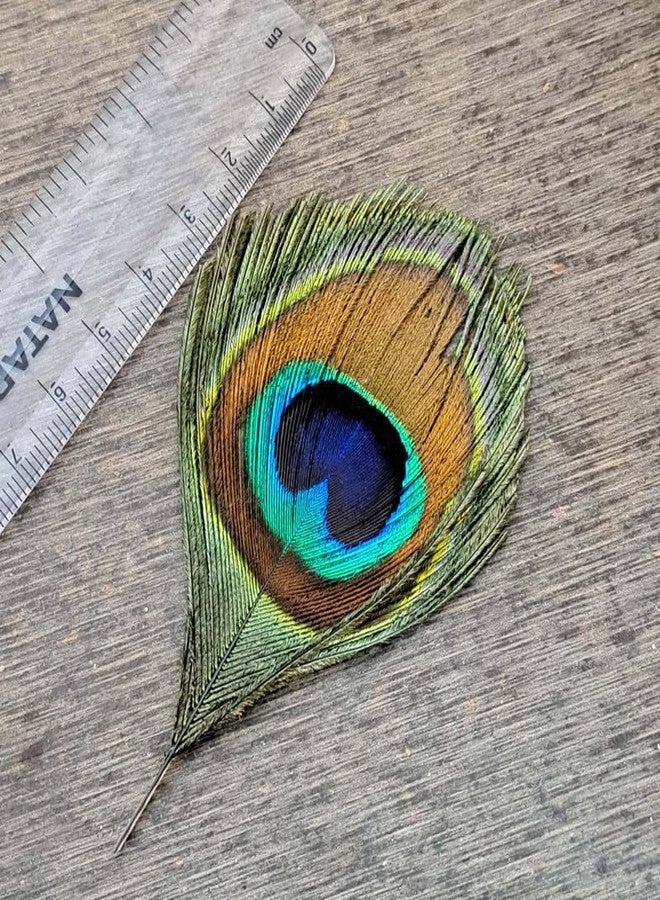 meryCraft Natural Size-8 CM Peacock Feather | Mor Pankh | Real Peacock | Feather for Home Decor | Good Luck Art and Craft & Worship | Pack of 6 - Image 3