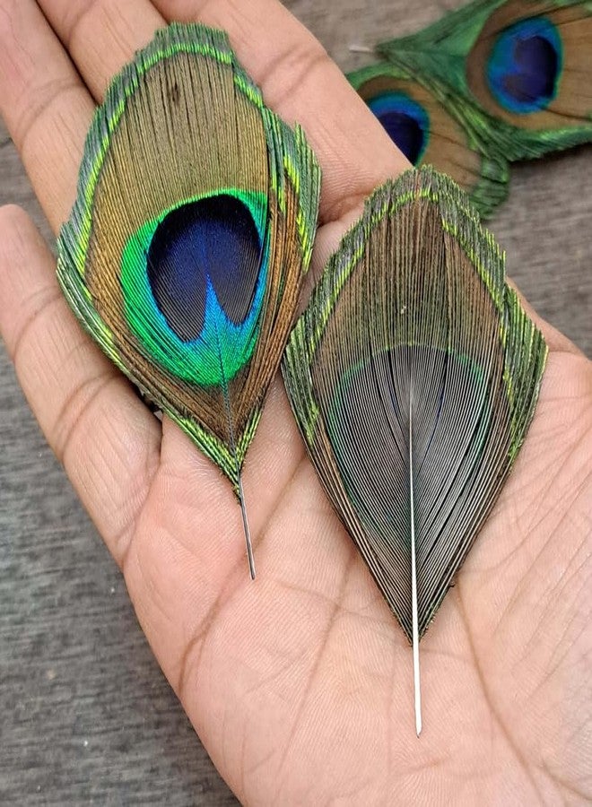meryCraft Natural Size-8 CM Peacock Feather | Mor Pankh | Real Peacock | Feather for Home Decor | Good Luck Art and Craft & Worship | Pack of 6 - Image 5