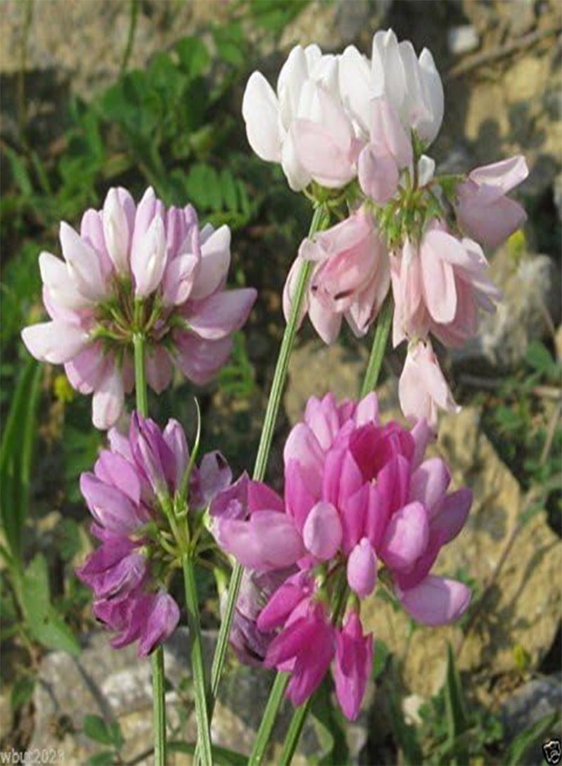 GGOOT Crown vetch-Penngift,Attractive,,Ground Cover.Approx.8,00 Seeds Per Oz(200 Seeds) - Image 4