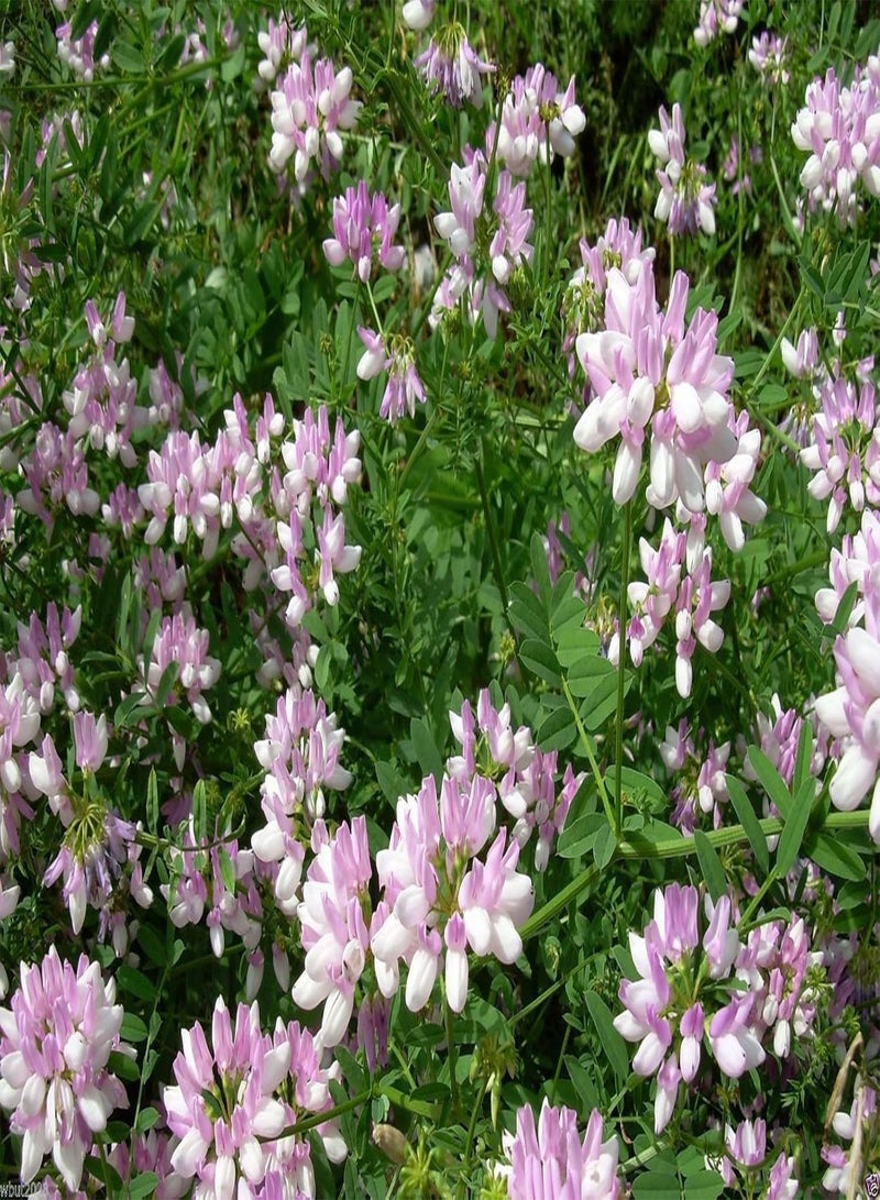 GGOOT Crown vetch-Penngift,Attractive,,Ground Cover.Approx.8,00 Seeds Per Oz(200 Seeds) - Image 2