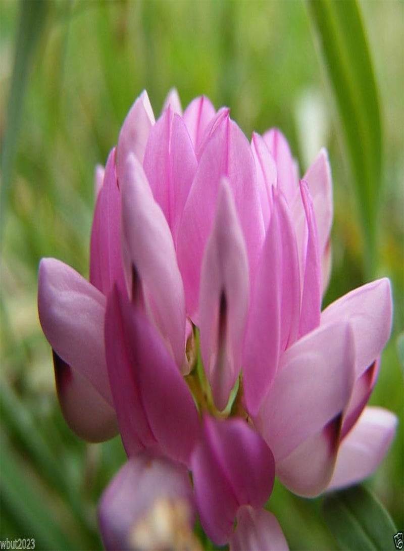 GGOOT Crown vetch-Penngift,Attractive,,Ground Cover.Approx.8,00 Seeds Per Oz(200 Seeds) - Image 3