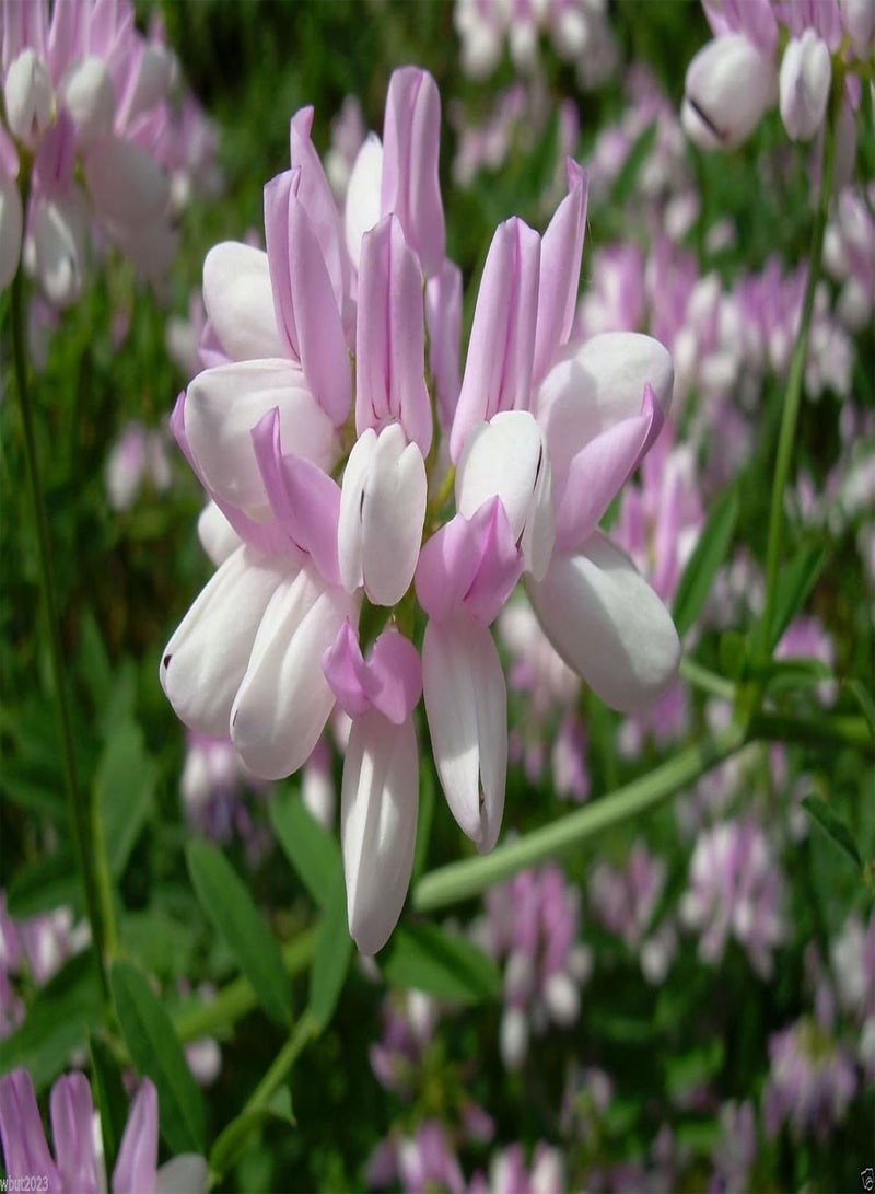 GGOOT Crown vetch-Penngift,Attractive,,Ground Cover.Approx.8,00 Seeds Per Oz(200 Seeds) - Image 5