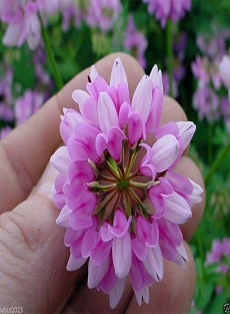 GGOOT Crown vetch-Penngift,Attractive,,Ground Cover.Approx.8,00 Seeds Per Oz(200 Seeds) - Image 1