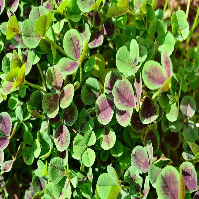 Green Manure Autumn/Winter Mix (500g)