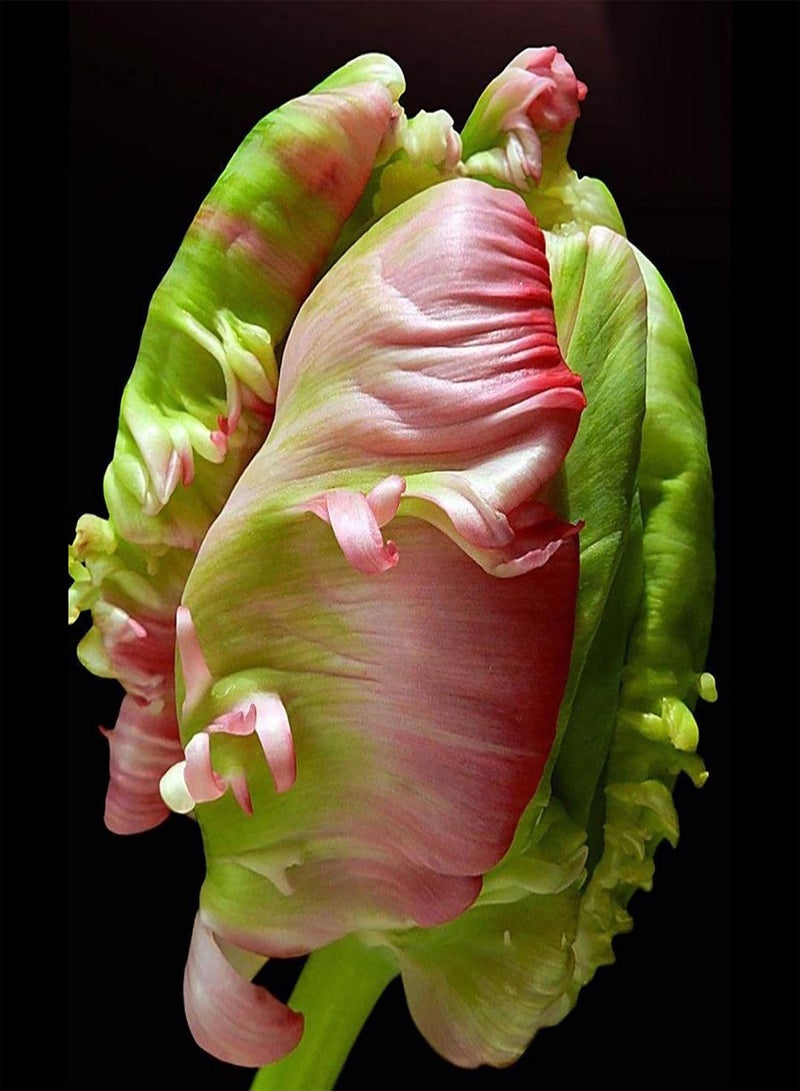 جي جوت 30 قطعة من بذور توليب، مزدهرة طبيعيًا، متعددة الألوان، بذور بونساي براقة للحديقة، بذور بونساي للشرفة - Image 4