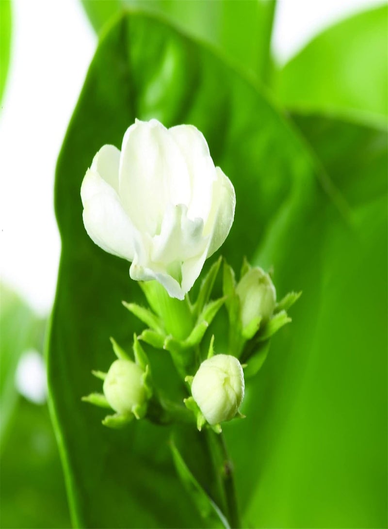 جي جوت بذور الياسمين النادرة، قوية، متينة، عطرة، نباتات حدائق، بتلات جميلة - Image 1