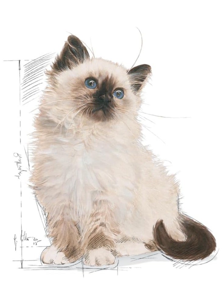ROYAL CANIN ROYAL CANIN |Dry Food for KITTEN < 12 months | 2 kg  - Image 4