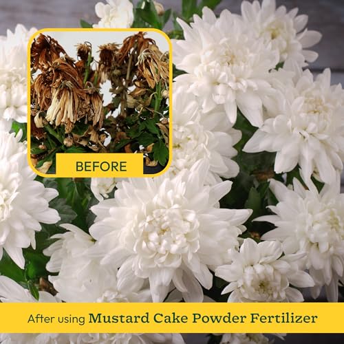 UGAOO Mustard Oil Cake Powder for Healthy Plants And Soil - 1 Kg - Image 3