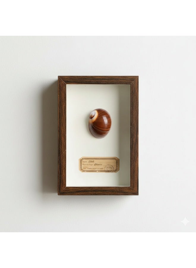 Natural Seashell Specimen Frame – Authentic Brown Banded Shell with Certificate | Premium Wood Frame | 12.5 × 17.5 cm - Image 1