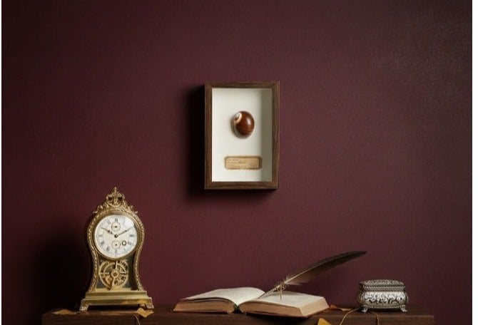 Natural Seashell Specimen Frame – Authentic Brown Banded Shell with Certificate | Premium Wood Frame | 12.5 × 17.5 cm - Image 4