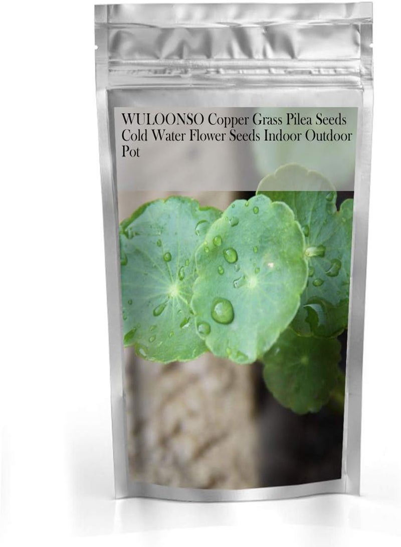 GGOOT Copper Grass Pilea Seeds Cold Water Flower Seeds Indoor Outdoor Pot - Image 2
