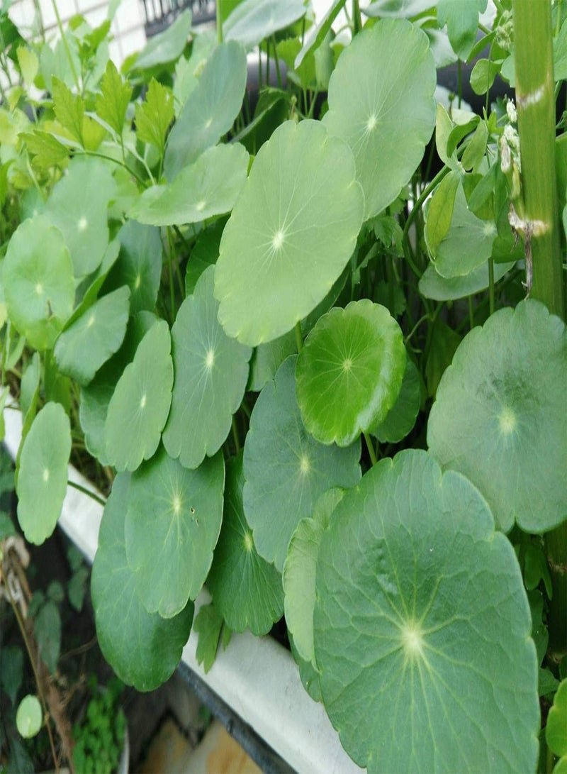 GGOOT Copper Grass Pilea Seeds Cold Water Flower Seeds Indoor Outdoor Pot - Image 4