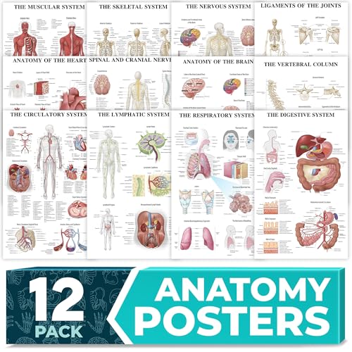 GRAND BASICS 12Pack Laminated Anatomy Posters for Wall Educational Human Body Systems Charts for Students Classrooms Medical Office Decor Includes Muscular Skeletal Nervous More Size 17x27 - Image 1