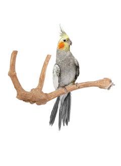 CHEWY BEAK Birds Stand Java wood small Parrot small Birds Cocktiel Love birds Sun Conures Wood Perch Natural Indonesian Wooden Tree branch Cage Accessories stick  - Image 1