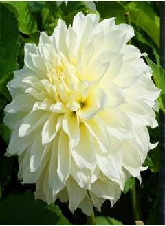Long Flowering Period/Dahlia Seeds/Perennial Plants/Can be Planted All Year Round/Extraordinary flowers-90 PCS,b
