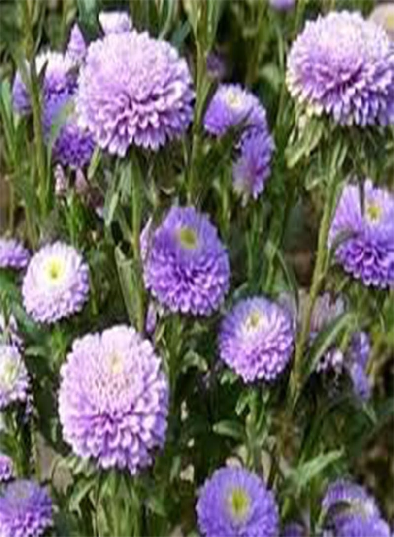 GGOOT seeds Fresh 200 pcs Aster CALLISTEPHUS Flower seeds for Planting Light Violet