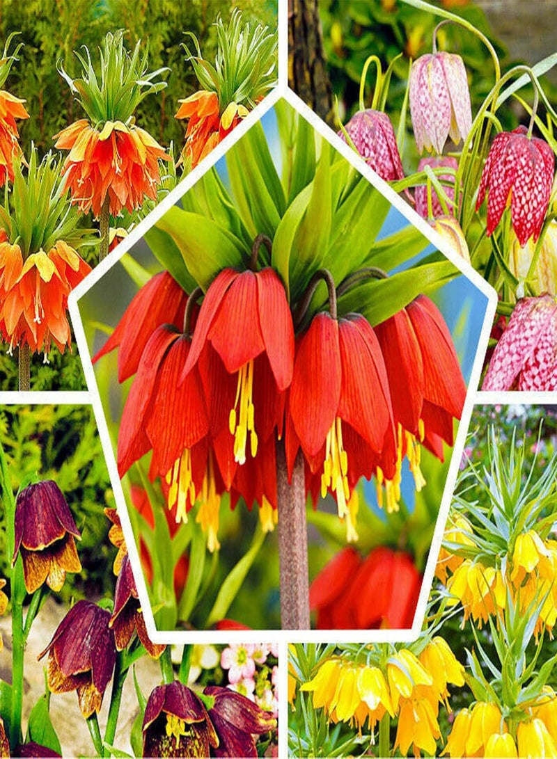 جي جوت 200 قطعة/كيس بذور سريعة النمو من زهرة الفريتيلاريا الطازجة، بذور مختلطة للشرفة والحديقة والفناء، زهرة الفريتيلاريا الصفراء - Image 2