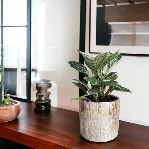 Fox & Fern New Imported Ceramic Round Flower Pot (Dia- 5 Inch) for All Kinds of Flower Planters and Green Plants (Home/Indoor and Garden/Outdoor) (GA133B-039) - Image 5