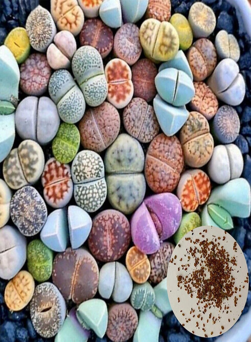 GGOOT 100Pcs/Bag Seeds Living Ornamental Seeds Rustic Plants Seeds Balcony Succulent Seeds - Image 1