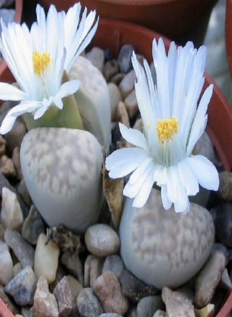 GGOOT 100Pcs/Bag Seeds Living Ornamental Seeds Rustic Plants Seeds Balcony Succulent Seeds - Image 5