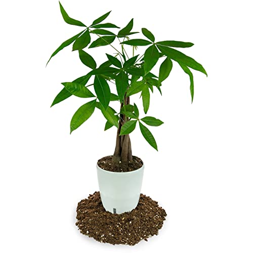 GARDENERA Money Tree Potting Soil Mix for Planting or Repotting Guiana Chestnut, Soil Blended to Properly Grow Money Tree Plants - (1 Quart Bag) - Image 3