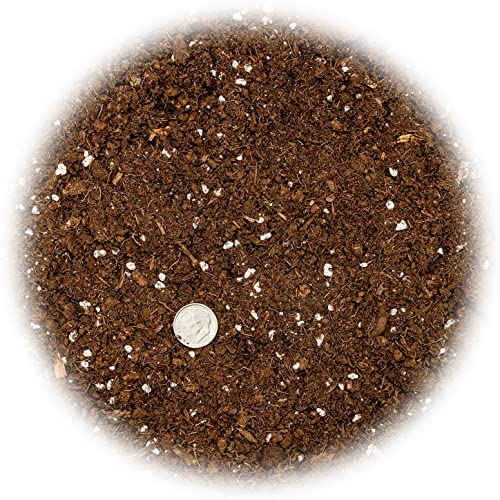 GARDENERA Money Tree Potting Soil Mix for Planting or Repotting Guiana Chestnut, Soil Blended to Properly Grow Money Tree Plants - (1 Quart Bag) - Image 2