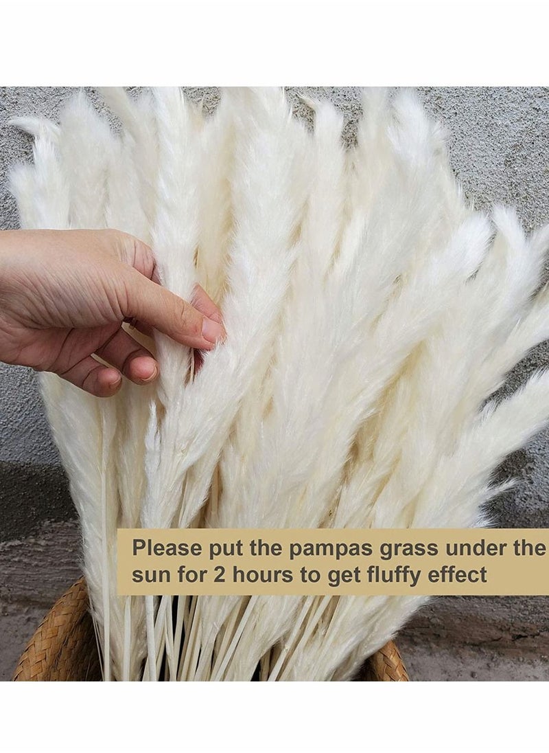 HomarKet 30 Pcs 45cm Natural Dried Pampas Grass for Flower Arrangements Home Decor  - Image 5