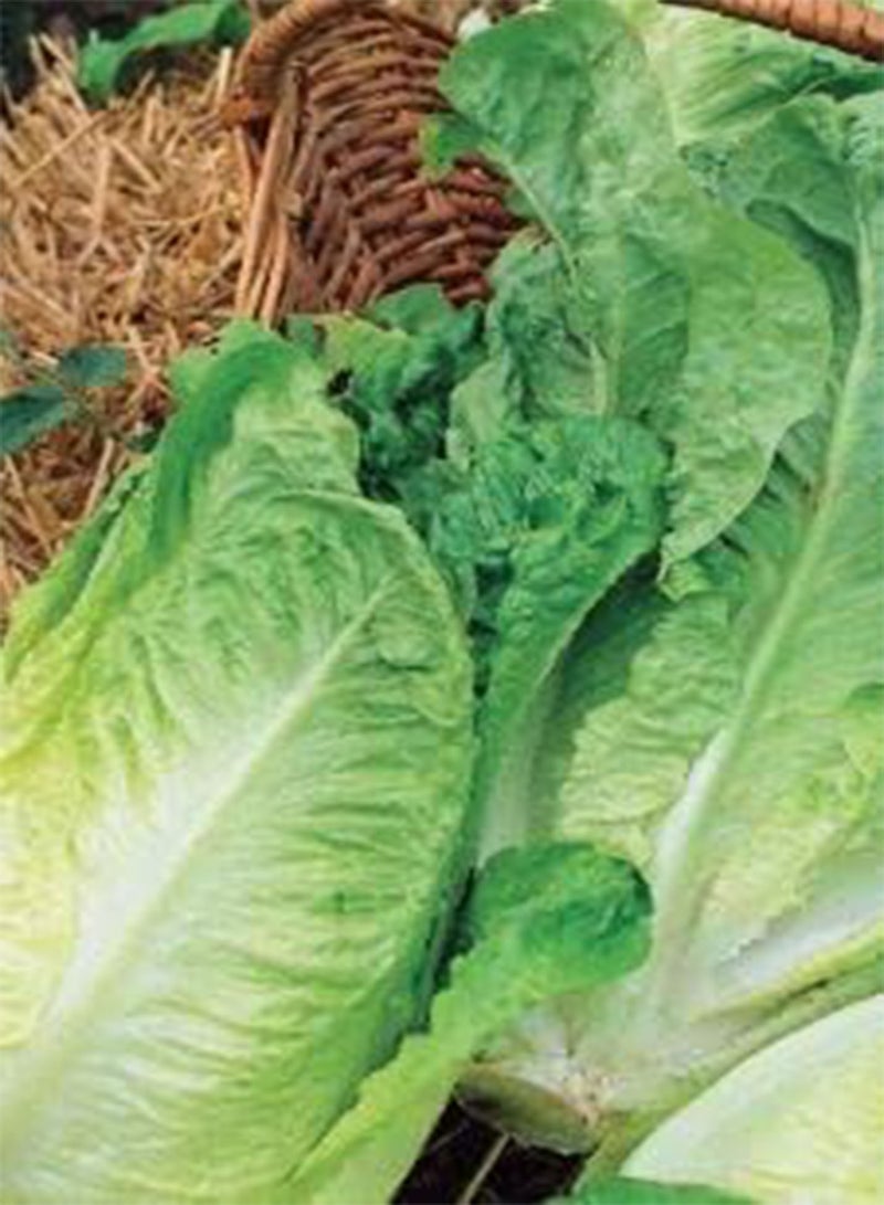 GGOOT 750 Seeds of Lettuce Cos Paris White, Fresh Vegetable Herb Fruit