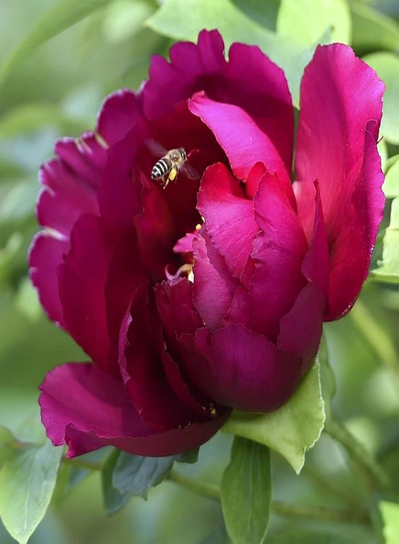 GGOOT 50Pcs/Pack Peony Flower Seeds Easy Growing Non-GMO Natural Flower Seedlings for Balcony Mix Color Peony Seeds - Image 3