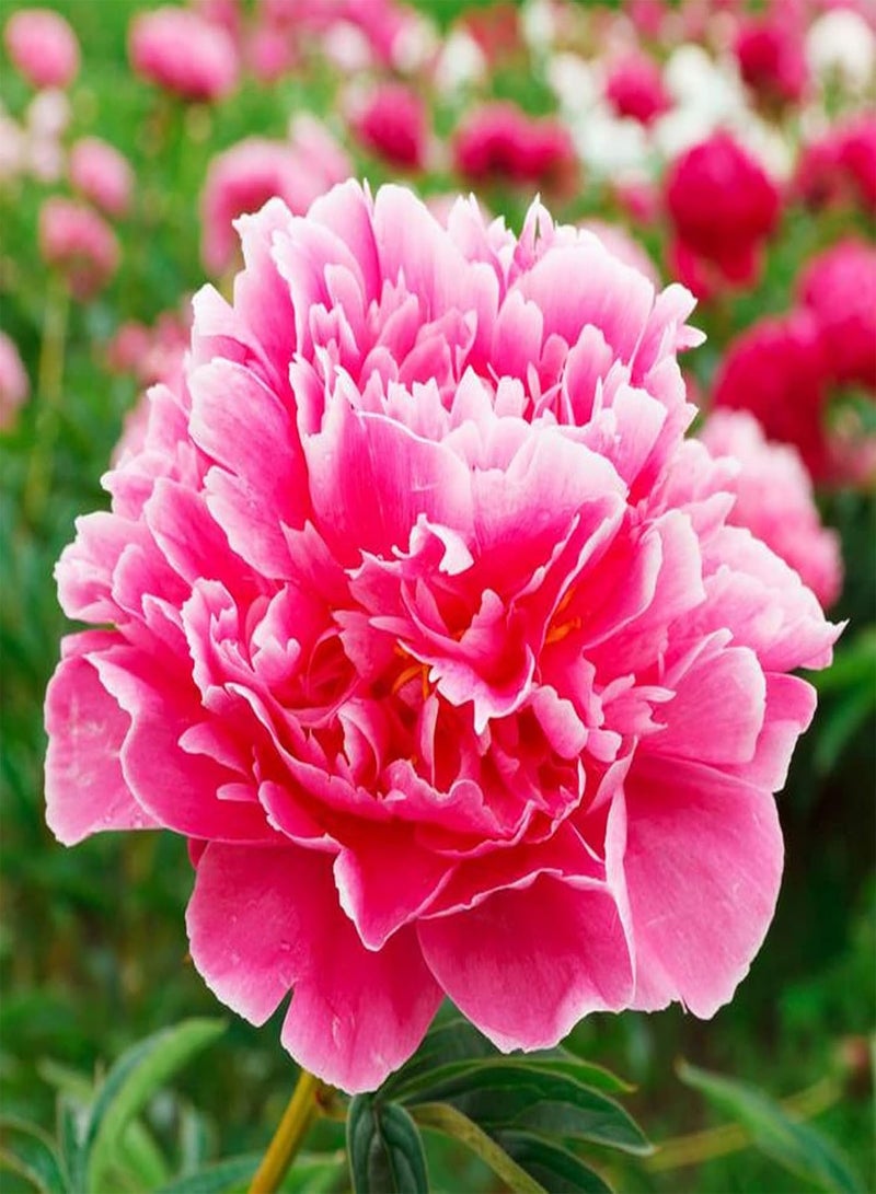 GGOOT 50Pcs/Pack Peony Flower Seeds Easy Growing Non-GMO Natural Flower Seedlings for Balcony Mix Color Peony Seeds - Image 1