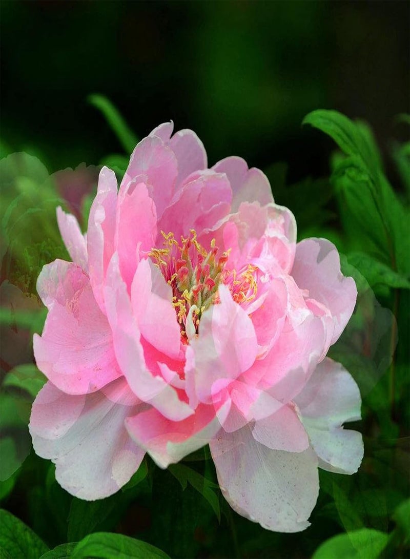 GGOOT 50Pcs/Pack Peony Flower Seeds Easy Growing Non-GMO Natural Flower Seedlings for Balcony Mix Color Peony Seeds - Image 2