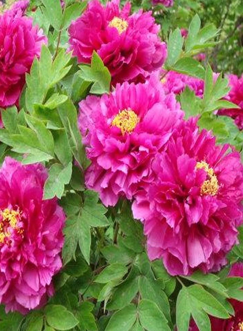 GGOOT 50Pcs/Pack Peony Flower Seeds Easy Growing Non-GMO Natural Flower Seedlings for Balcony Mix Color Peony Seeds - Image 4