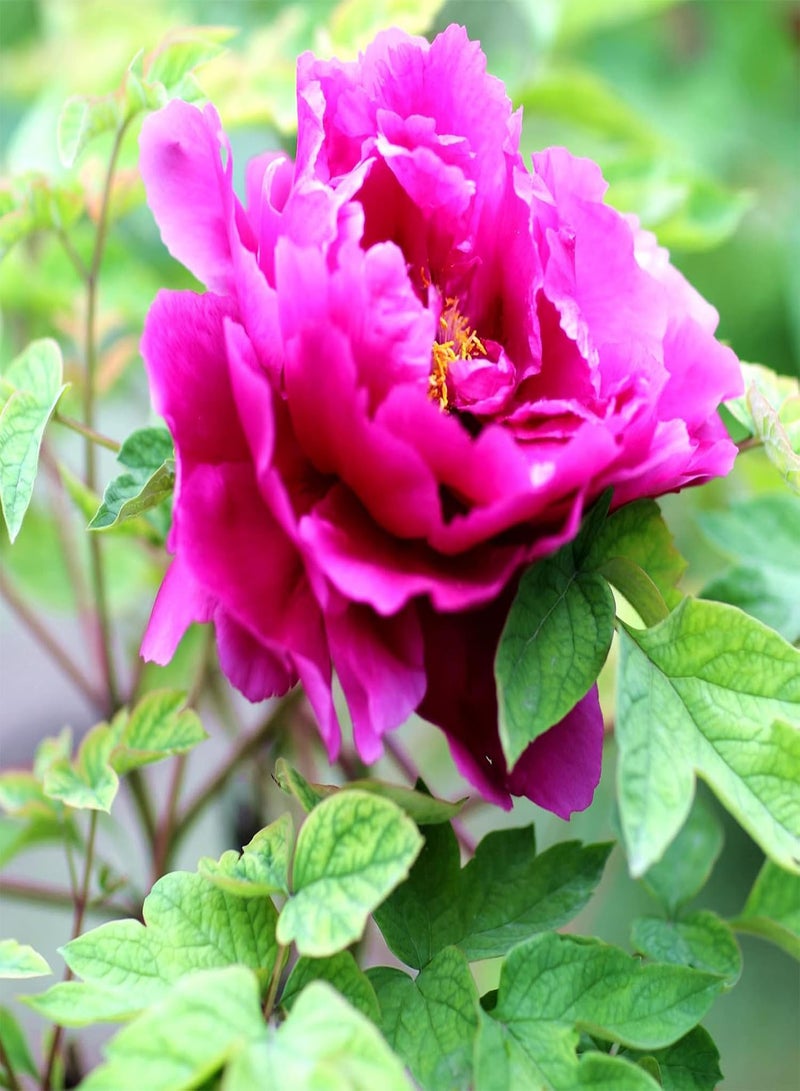 GGOOT 50Pcs/Pack Peony Flower Seeds Easy Growing Non-GMO Natural Flower Seedlings for Balcony Mix Color Peony Seeds - Image 5