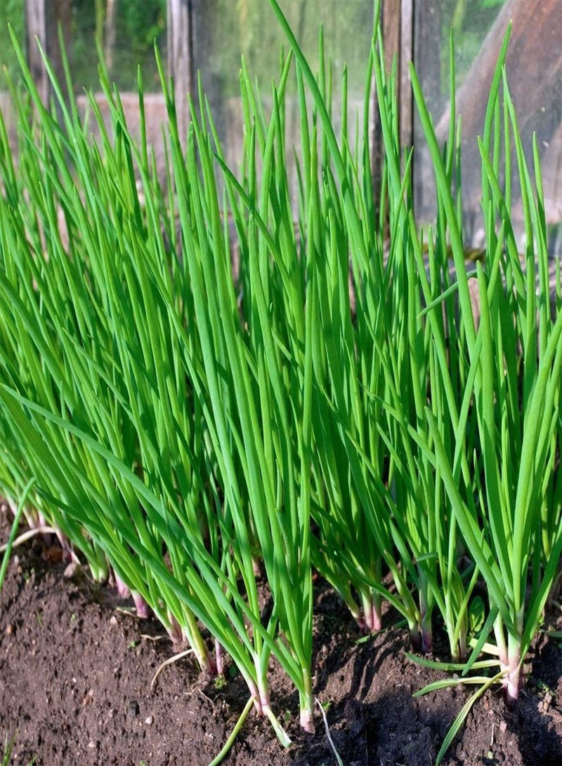 GGOOT Vegetable Seeds, Salad Onion - White Lisbon, V-SAO-01, 500 Seeds Minimum Per Packet. - Image 1