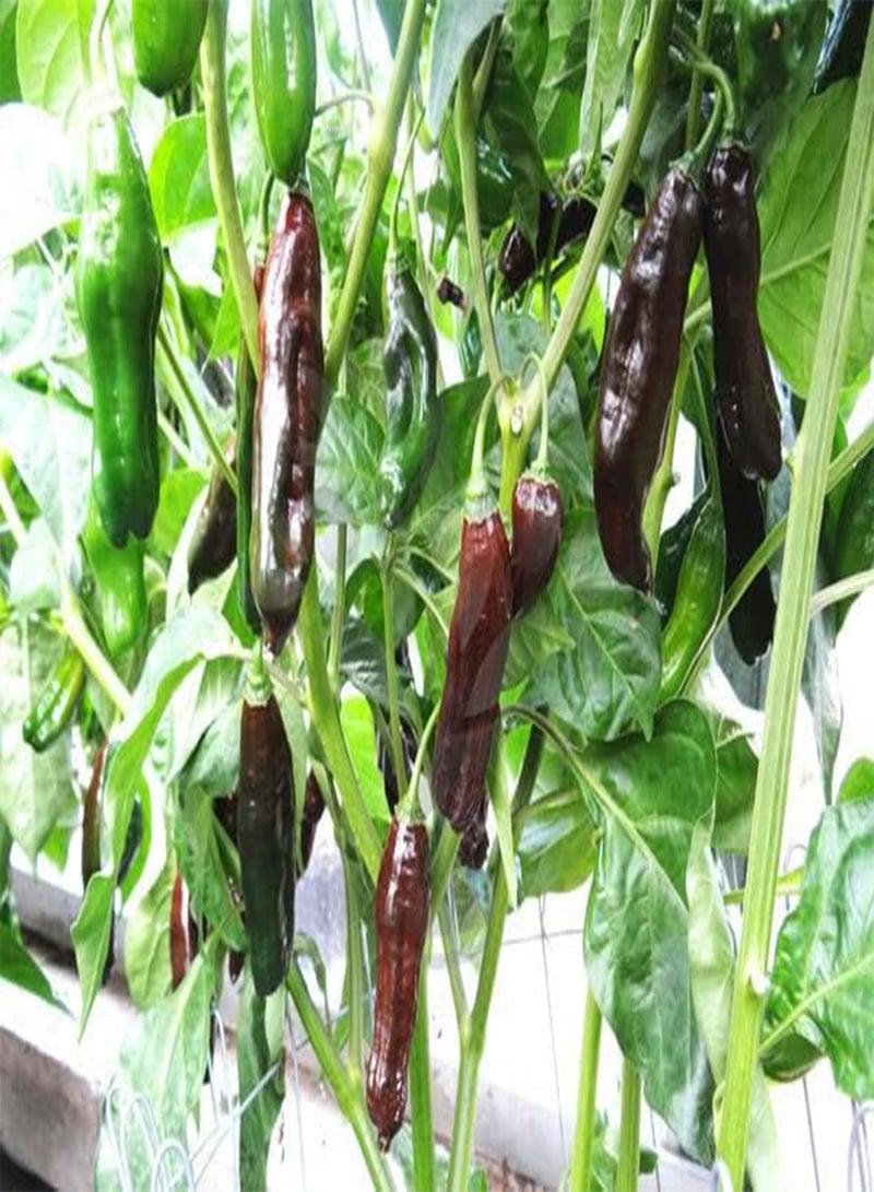 جي جوت 7 × فلفل ماتشو بيتشو الحار ذو نكهة خفيفة إلى متوسطة من بذور الفاكهة/الخضراوات - Image 2