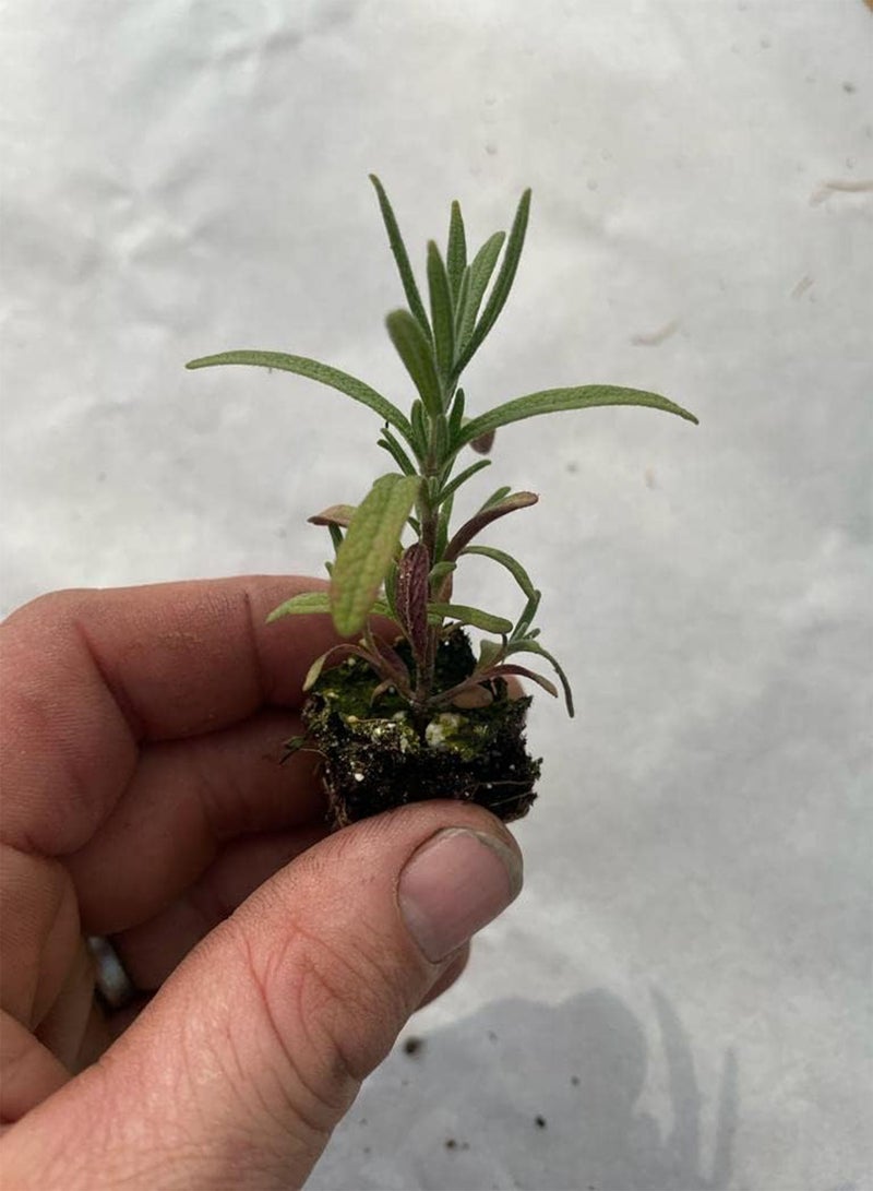 جي جوت إكليل الجبل - نباتات عشبية "ازرعها بنفسك" (6) - Image 1